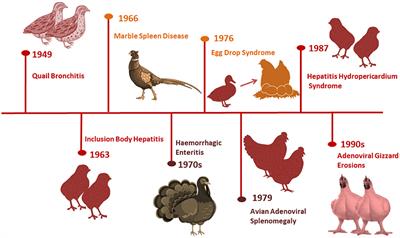 Epidemiology, pathology, prevention, and control strategies of inclusion body hepatitis and hepatitis-hydropericardium syndrome in poultry: A comprehensive review